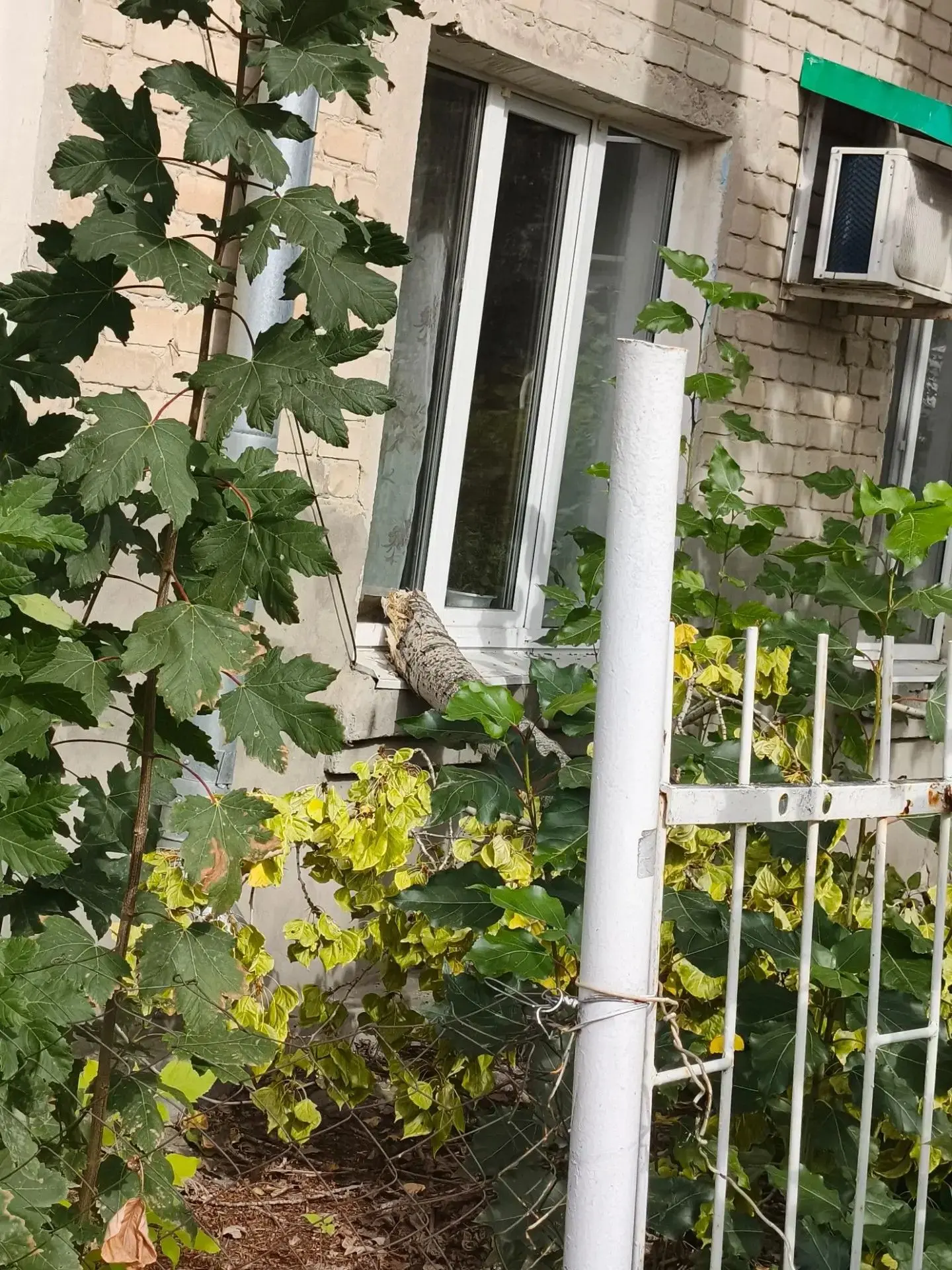 В Саратове ветка дерева рухнула на дом