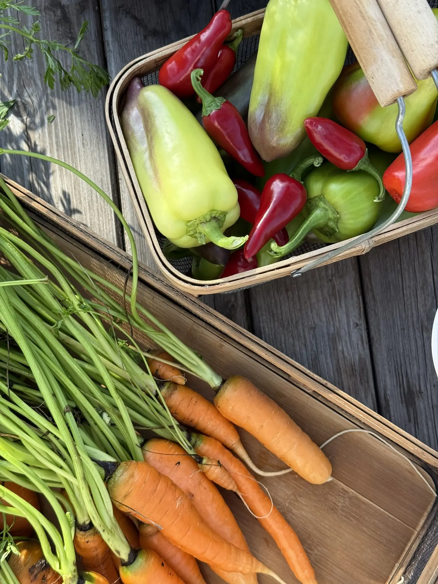 Август в огороде особенно приятен 🌶️🫑🥕