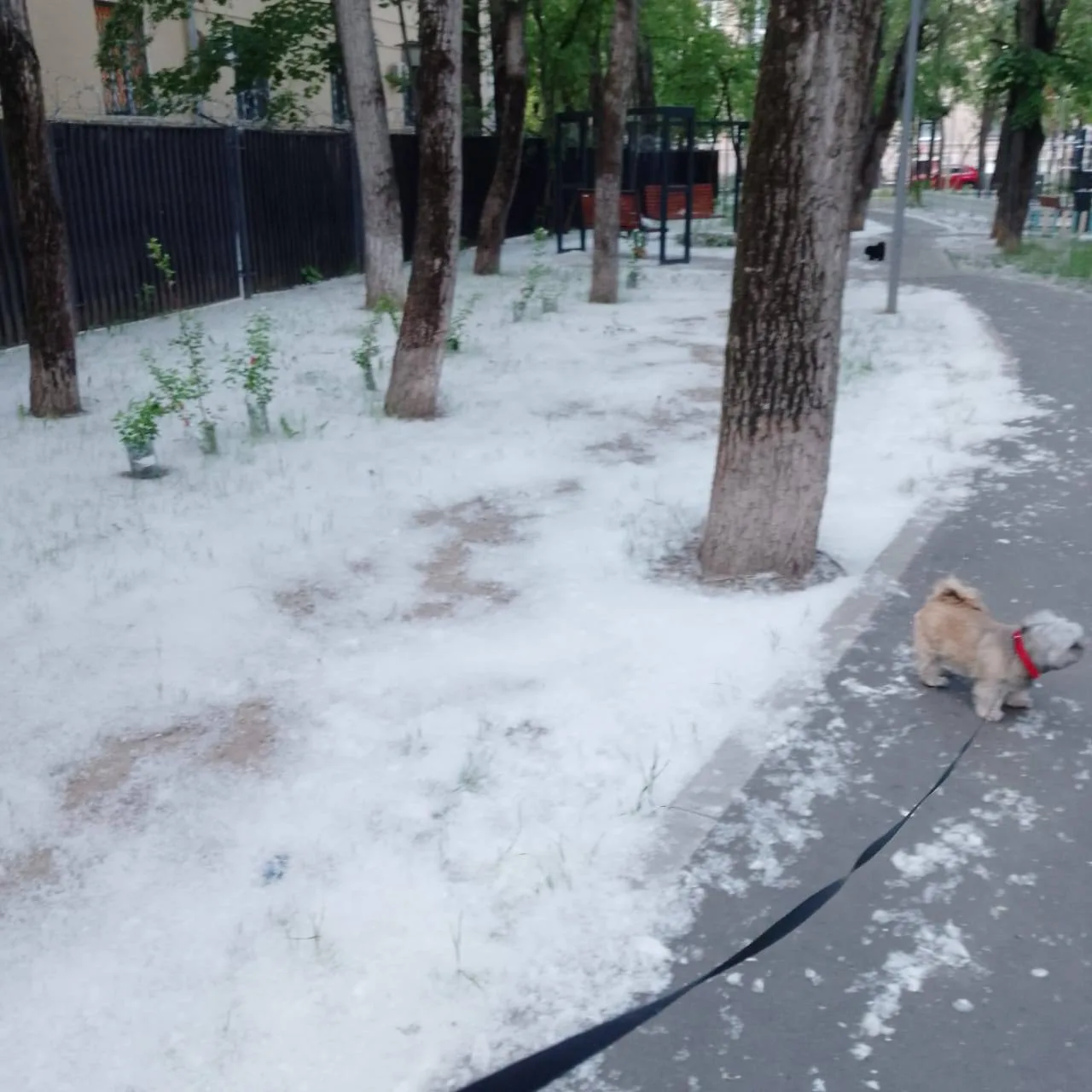 ❄️ Тополиный пух у метро «Октябрьское Поле» уже напоминает снег