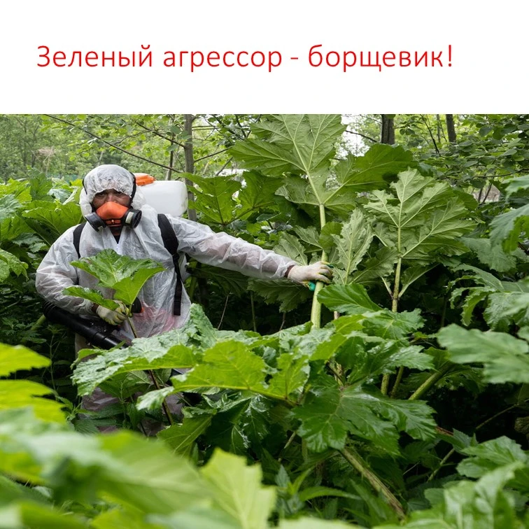 ⚡Зеленый агрессор: почему борщевик опаснее крапивы и как спасти кожу
⁣
Борщевик Сосновского выглядит