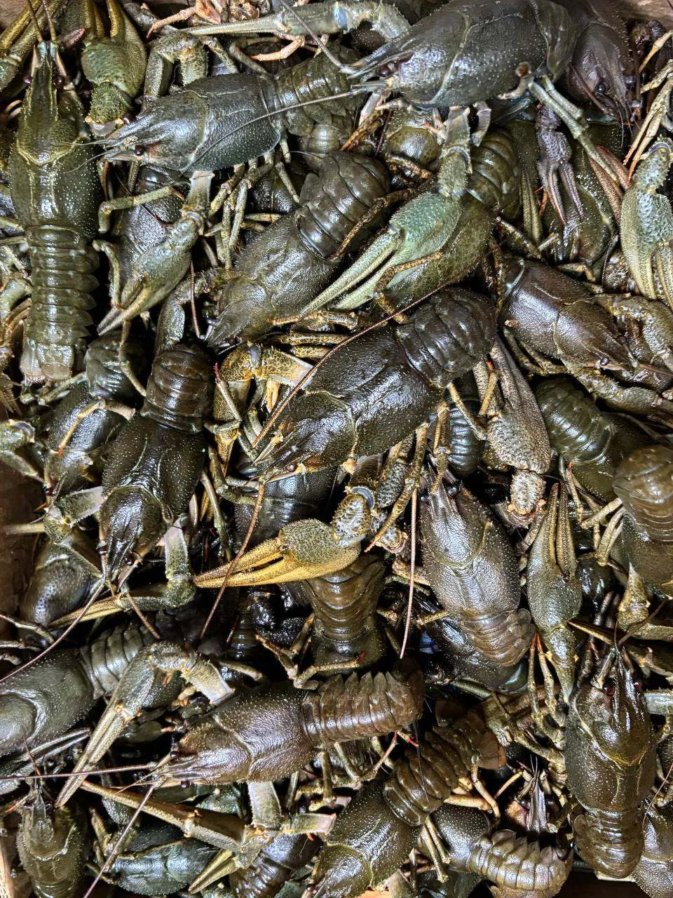 🦞Скидка на раков размера 30/50 и 50/70🦞

🇷🇺С Днём России!🇷🇺
Соседи, только сегодня 12 июня ски
