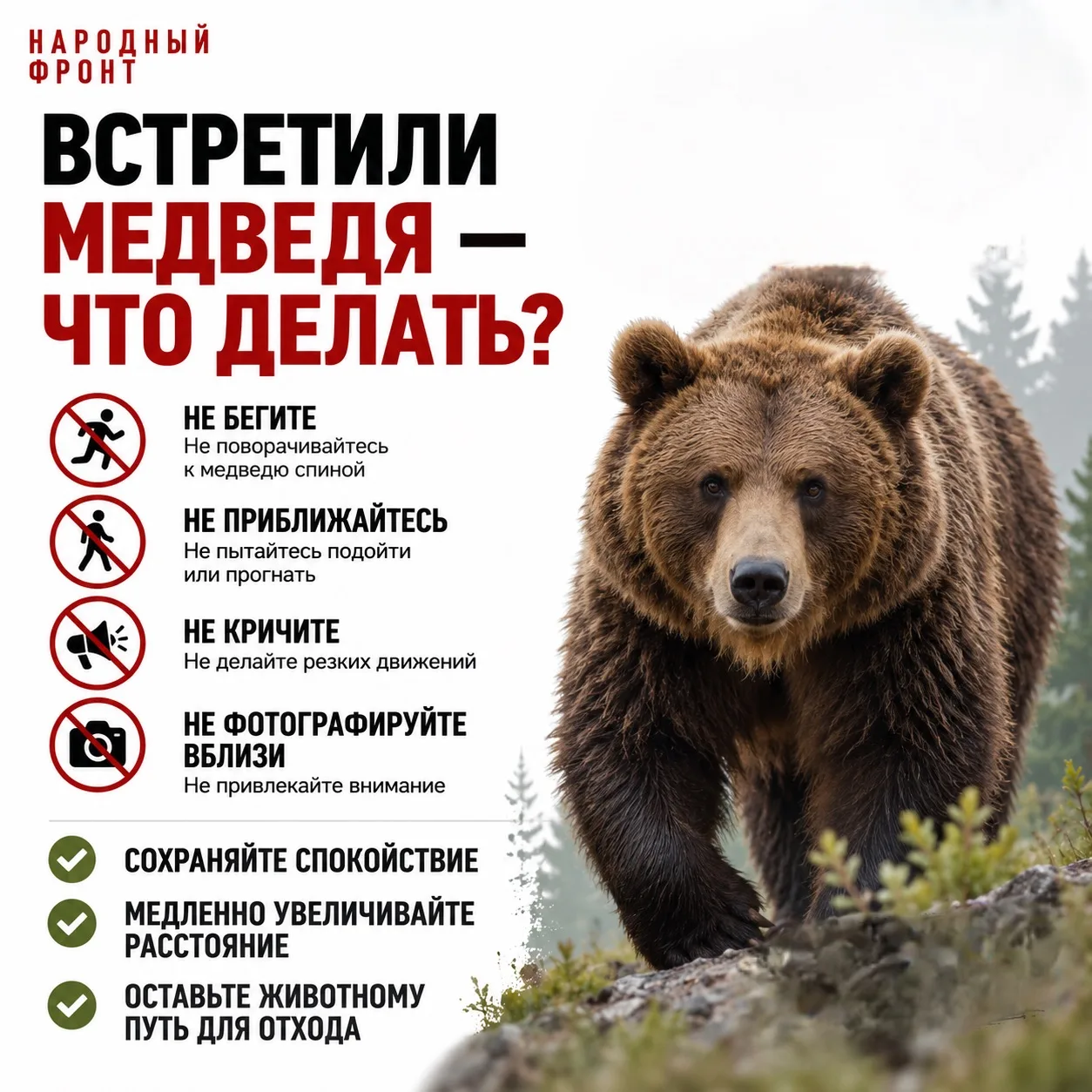 🐻 Что делать при встрече с медведем? Отвечаем на вопросы жителей Алтайского края.