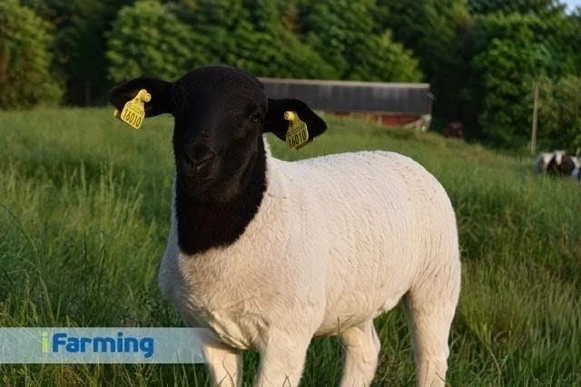 Дорпер — практичная мясная порода овец, набирающая популярность в России 🐑🔥