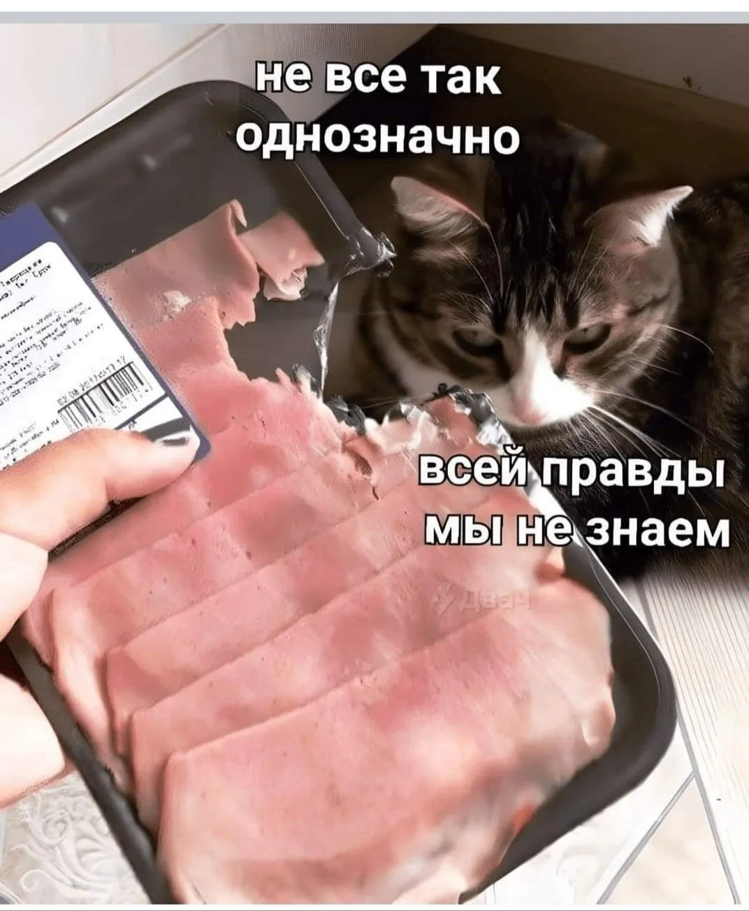 Котофей🐈