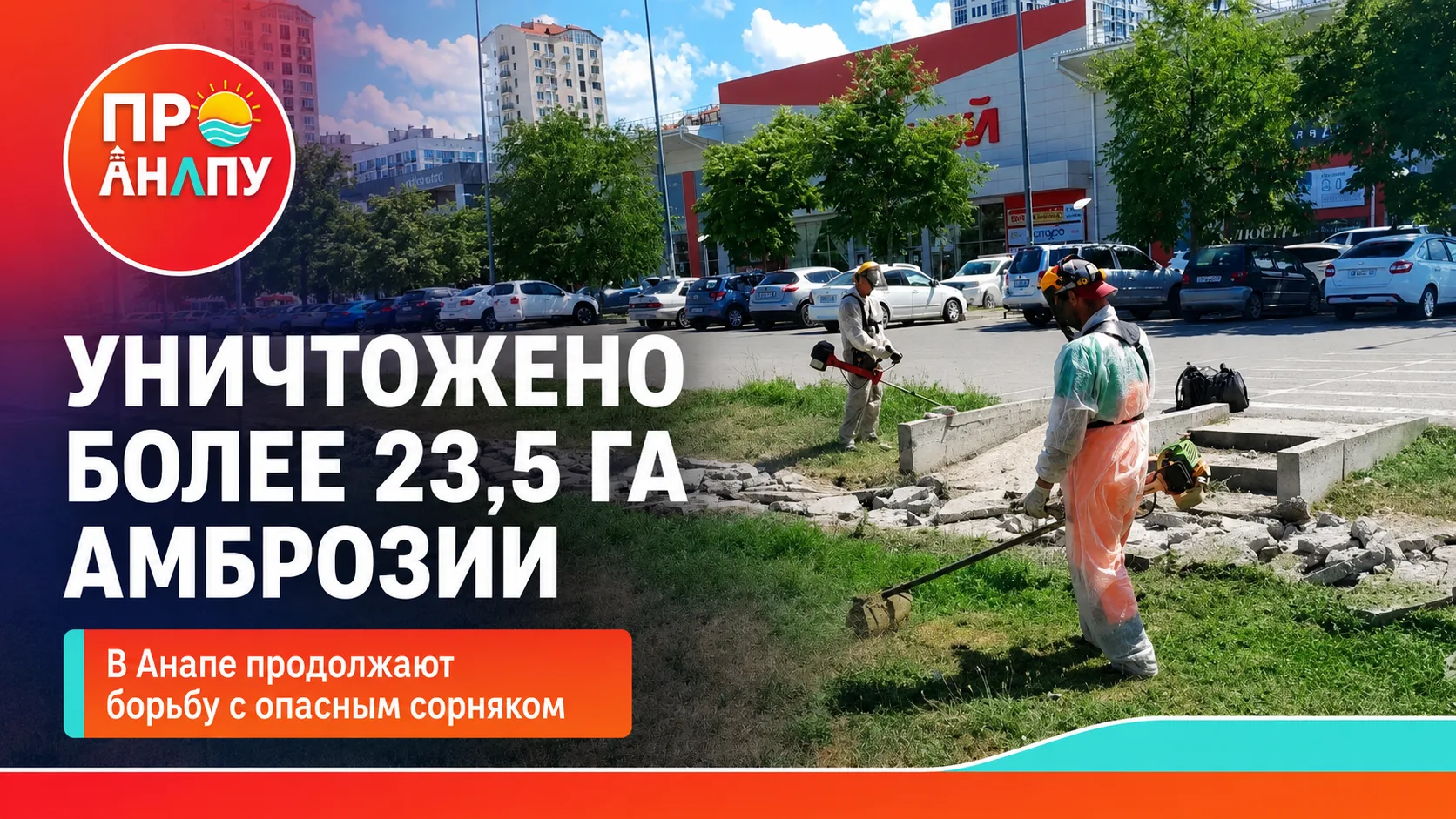 В Анапе с начала года уничтожили более 23 гектаров амброзии