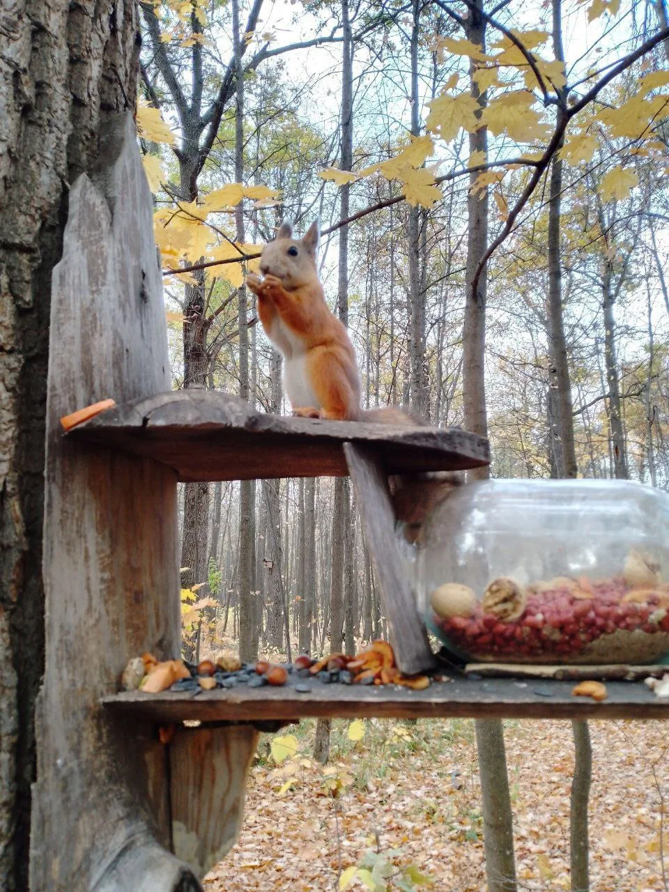 Белочка в парке 🐿️