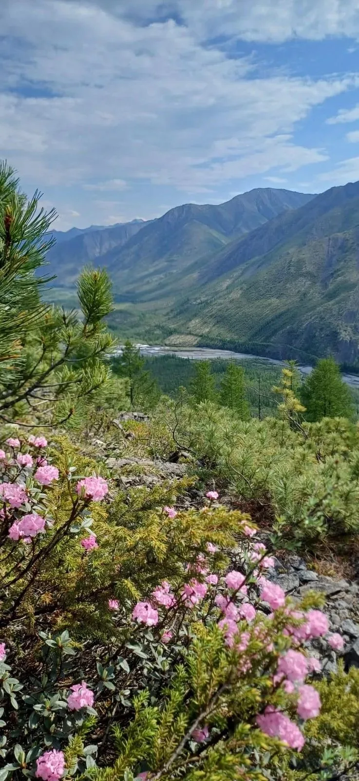 Вот так цветёт якутская сакура — рододендрон 🌸⛰️

Нежные розовые цветы украсили склоны — это одно и