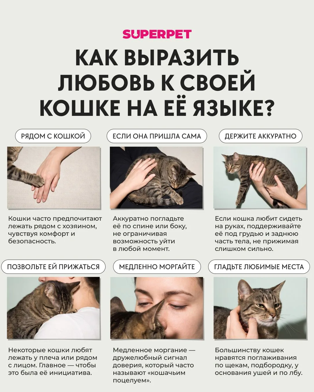 Как выразить любовь к своей кошке на ее языке?