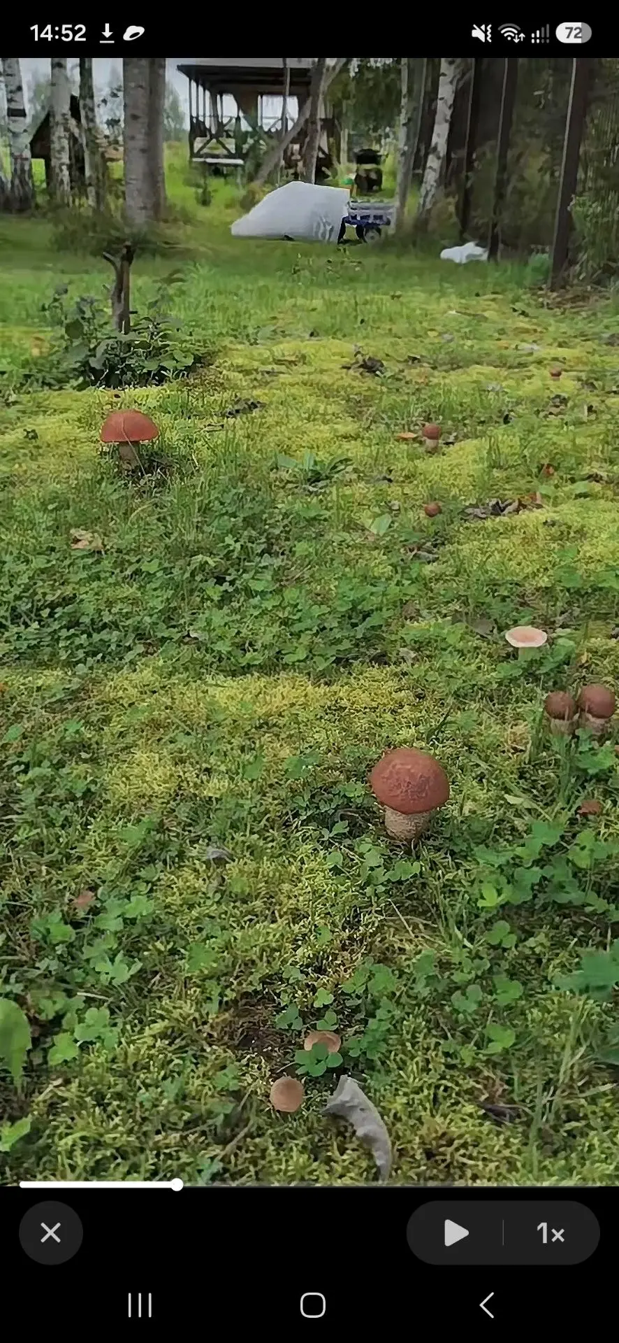 Как развести грибницу у себя на участке — простой гид для дачников 🍄‍🟫🍄‍🟫🍄‍🟫🌳🌳🌳