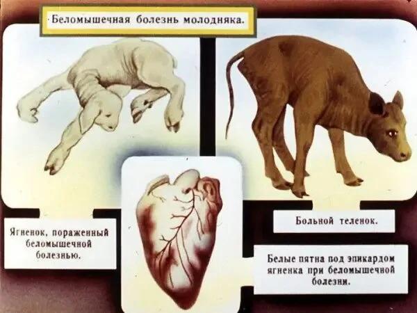 Беломышечная болезнь — это тяжёлое заболевание молодняка сельскохозяйственных животных ...