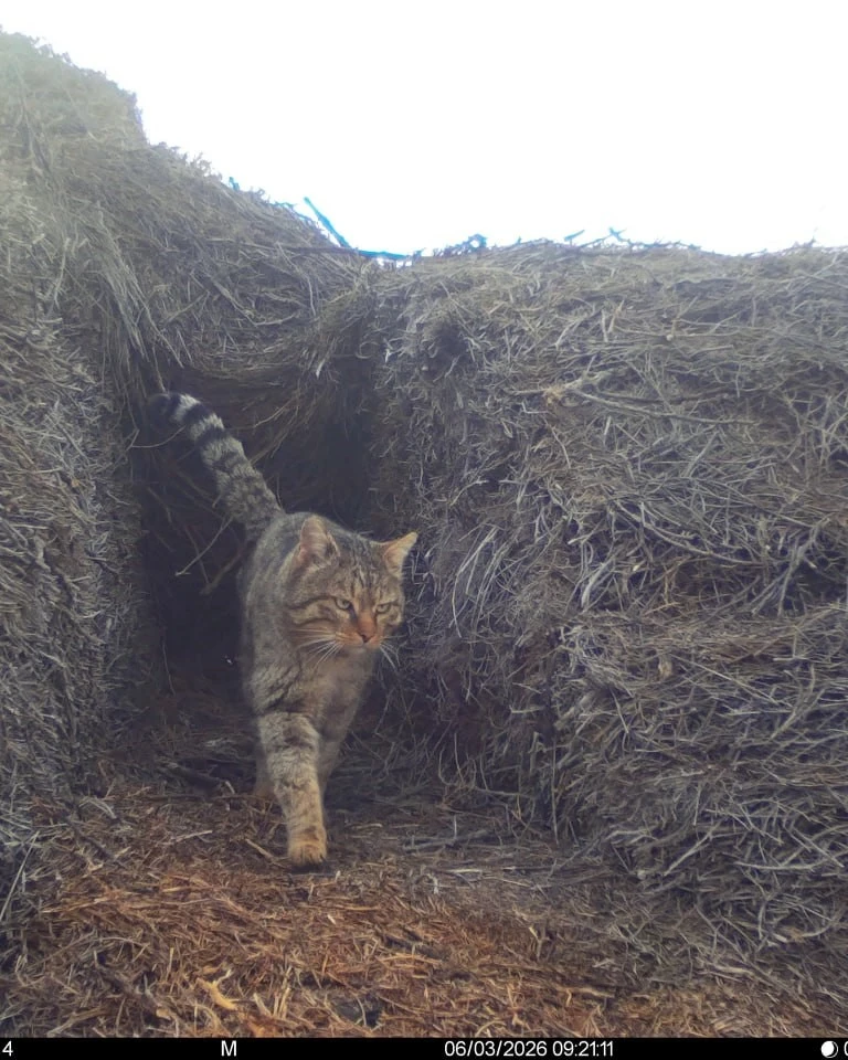 В заказнике «Степной» можно увидеть вот такого милого котика ❤️