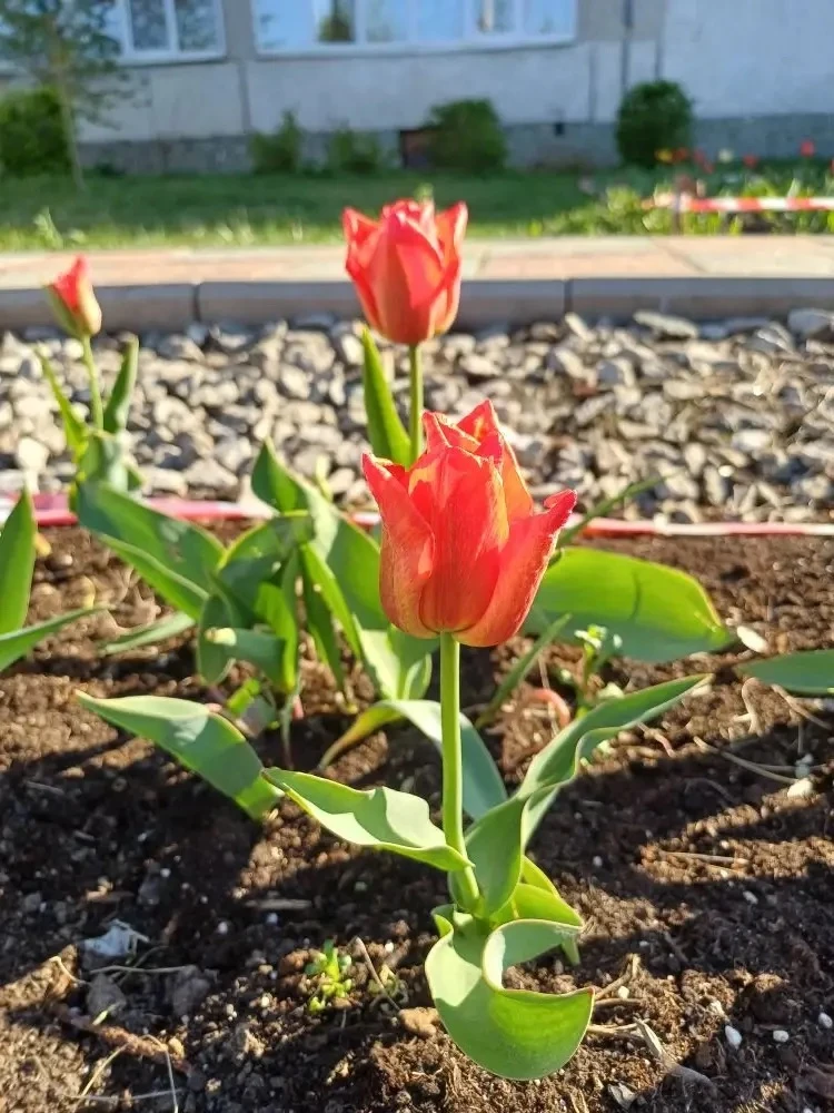 🌷 Подарок от школьной агролаборатории: цветущая память о великом подвиге  В этот великий день — 9 Ма