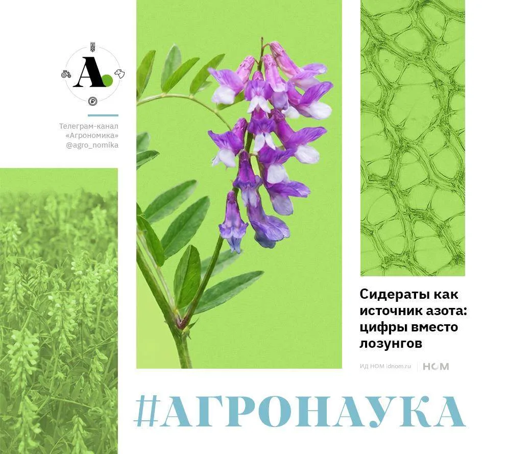 Сидераты как источник азота: цифры вместо лозунгов.

▪️Продолжаем наш спецпроект #агронаука, в котор