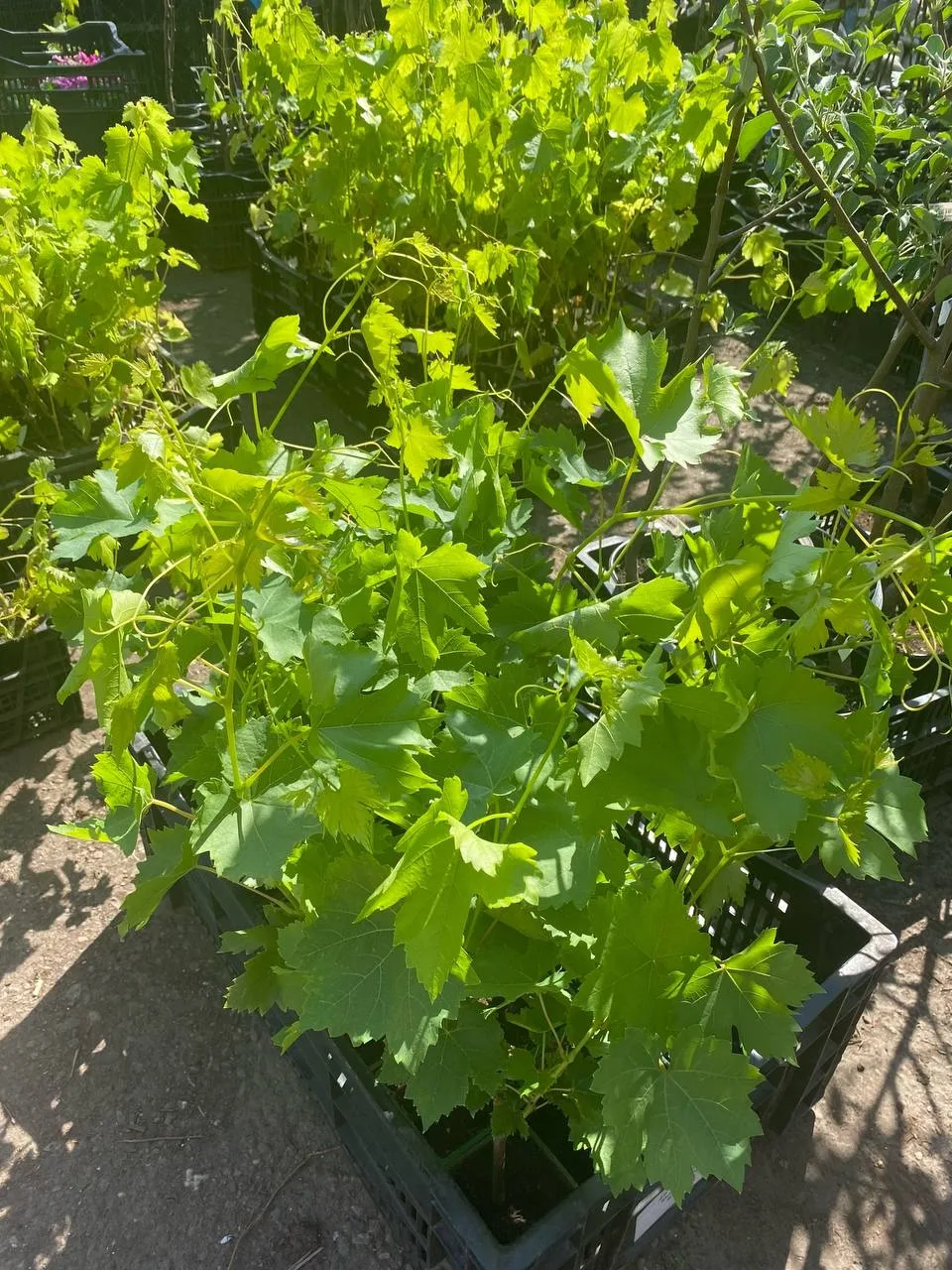 Пополнение ассортимента🌱