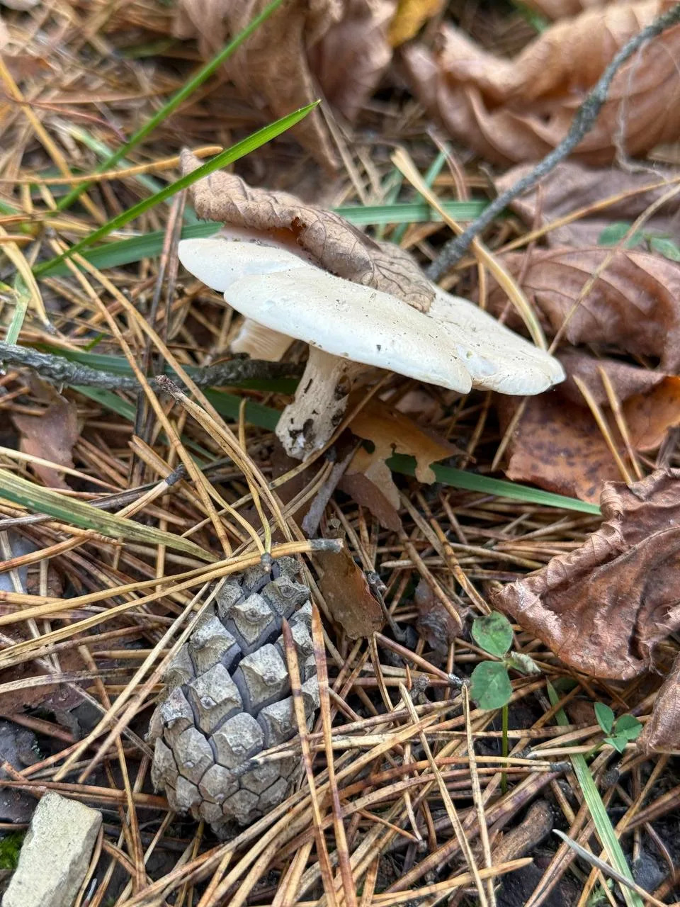 🍄‍🟫 ОСЕННИЕ НАХОДКИ