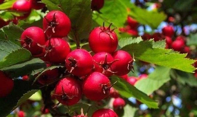 Какая польза у боярышника для организма