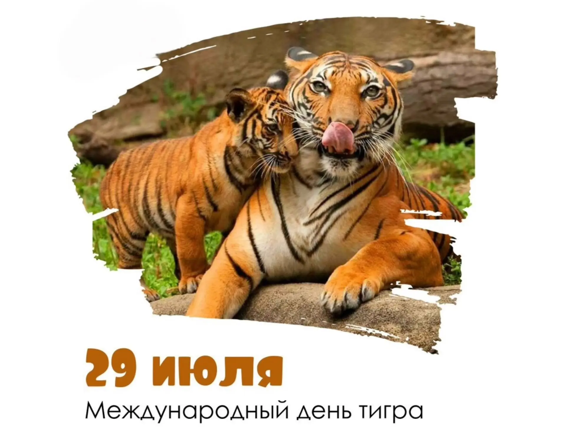🐯Международный день тигра 🐯
29 июля — особый день: весь мир говорит о тиграх, чтобы напомнить, как