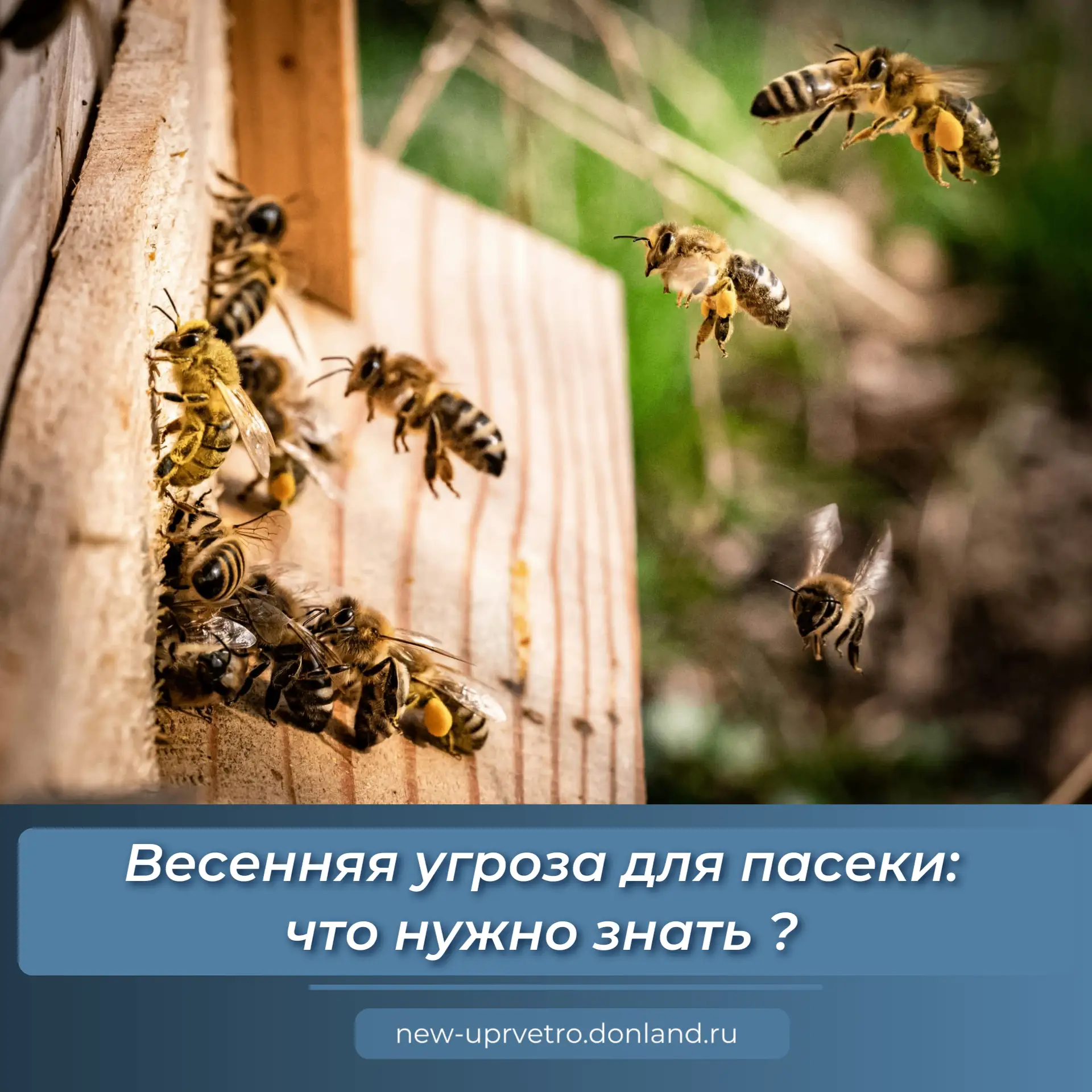 Весна — непростое время для пасеки. Ослабленные после зимы пчелосемьи может ждать серье...