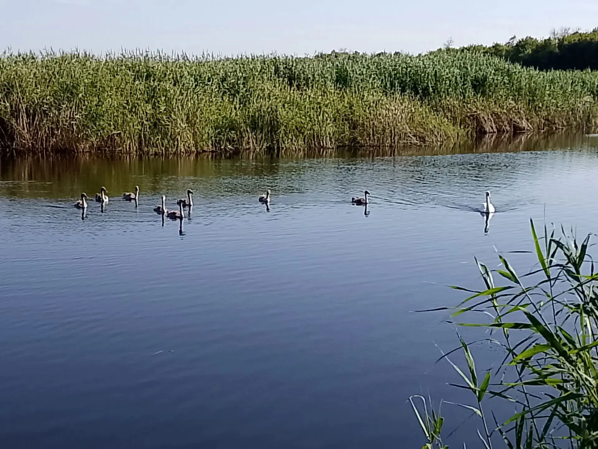 🏞️Наш любимый Урюпинский район — настоящий заповедник удивительных животных. Здесь мож...