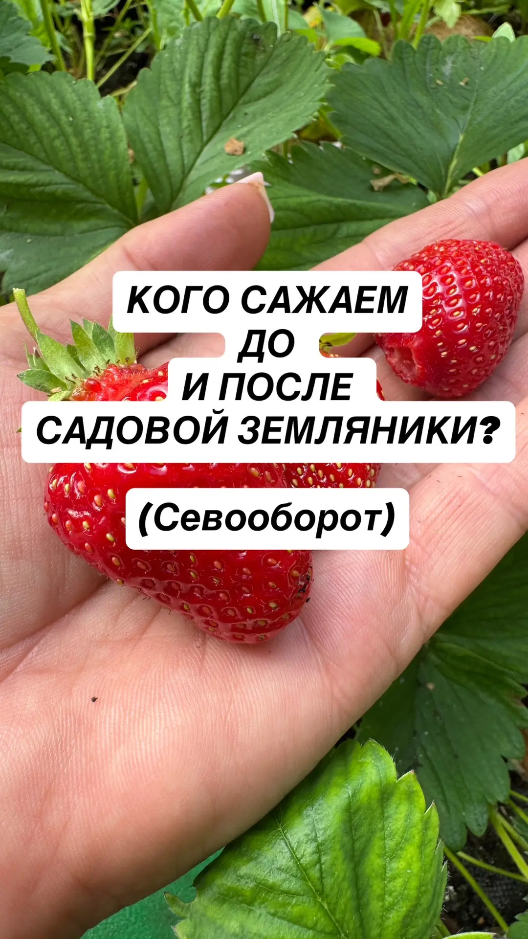 Предшественники и последователи садовой земляники!

Обещала пост, сделала. На этом закончу с клубник