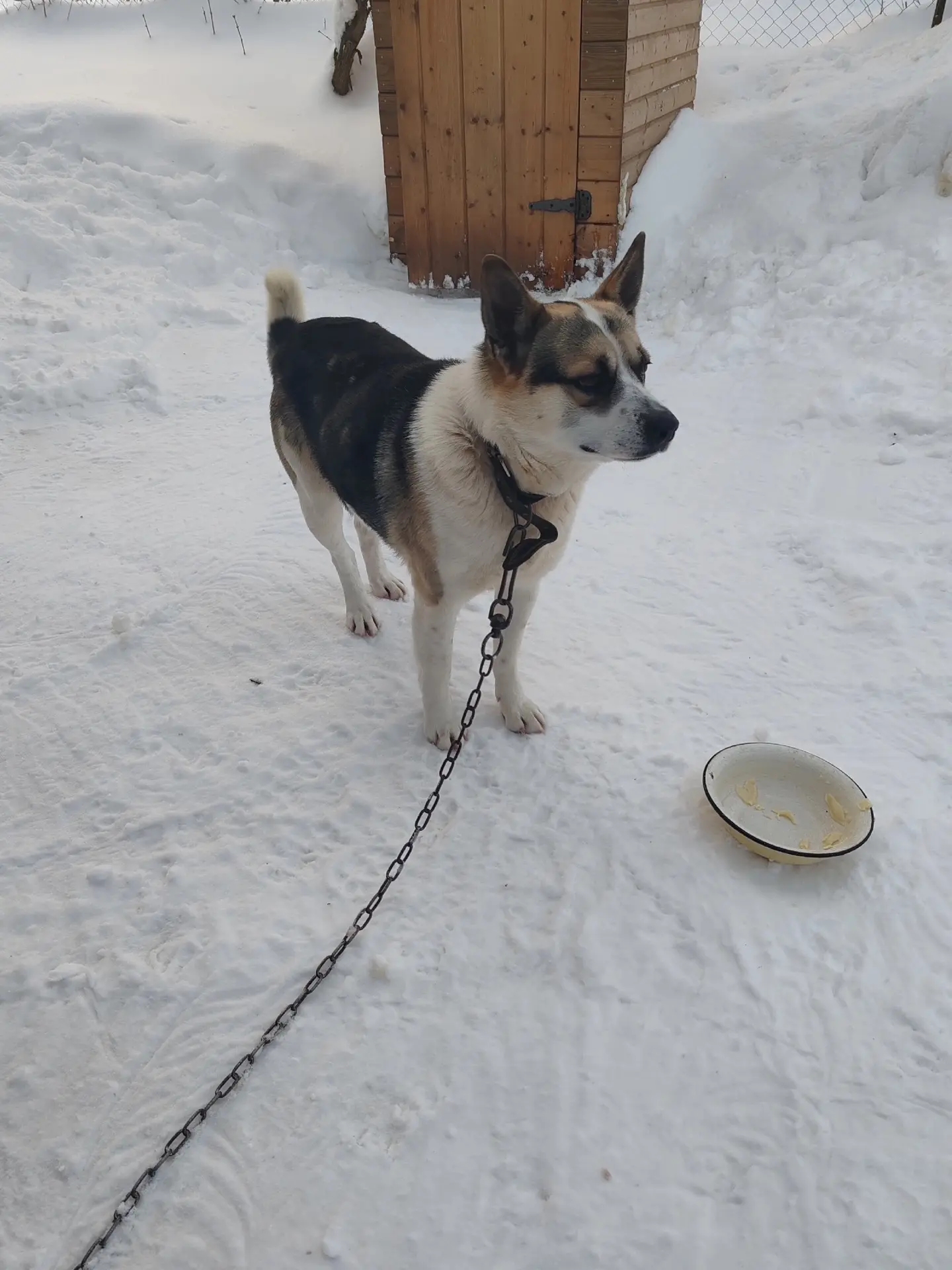 🐕Убежал пёс 2 дня назад. В районе  милиции. Откликается на кличку "Верный". Если кто в...