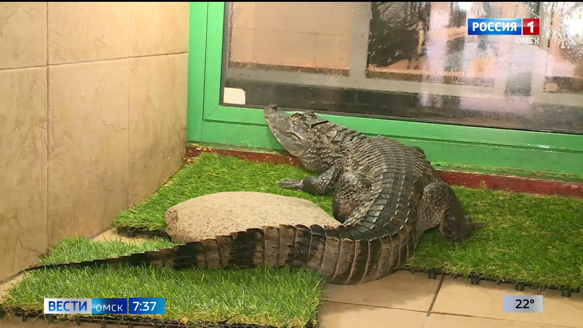 🦎 Сегодня Всемирный день крокодила