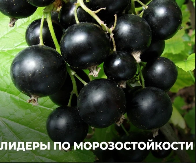 Лидеры по морозостойкости❄

Живете в суровом климате, но мечтаете о стабильном урожае фруктов и ягод