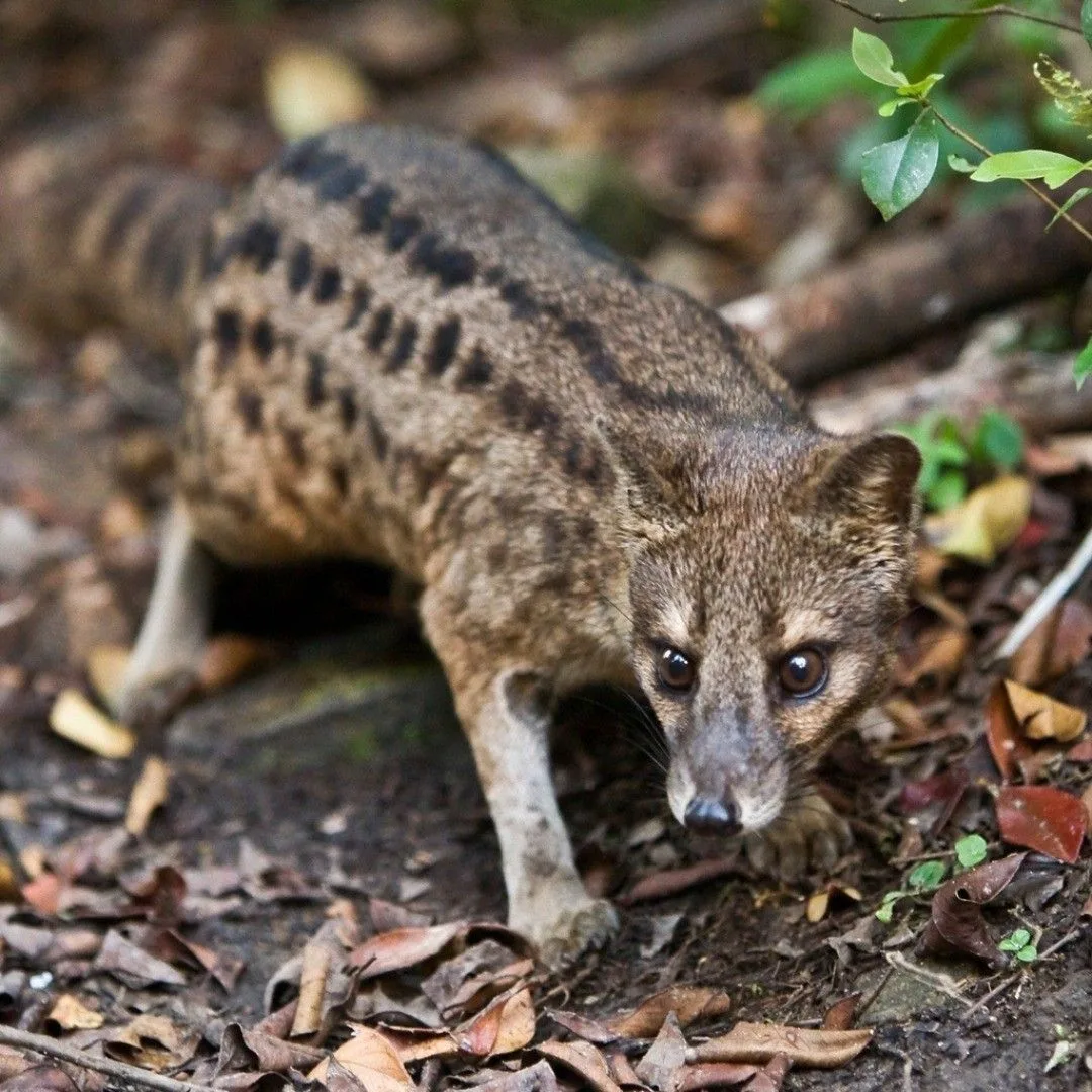 Фаналука (лат. Fossa fossana).

Хищное млекопитающее из семейства мадагаскарских виверр.

Эндемик Ма