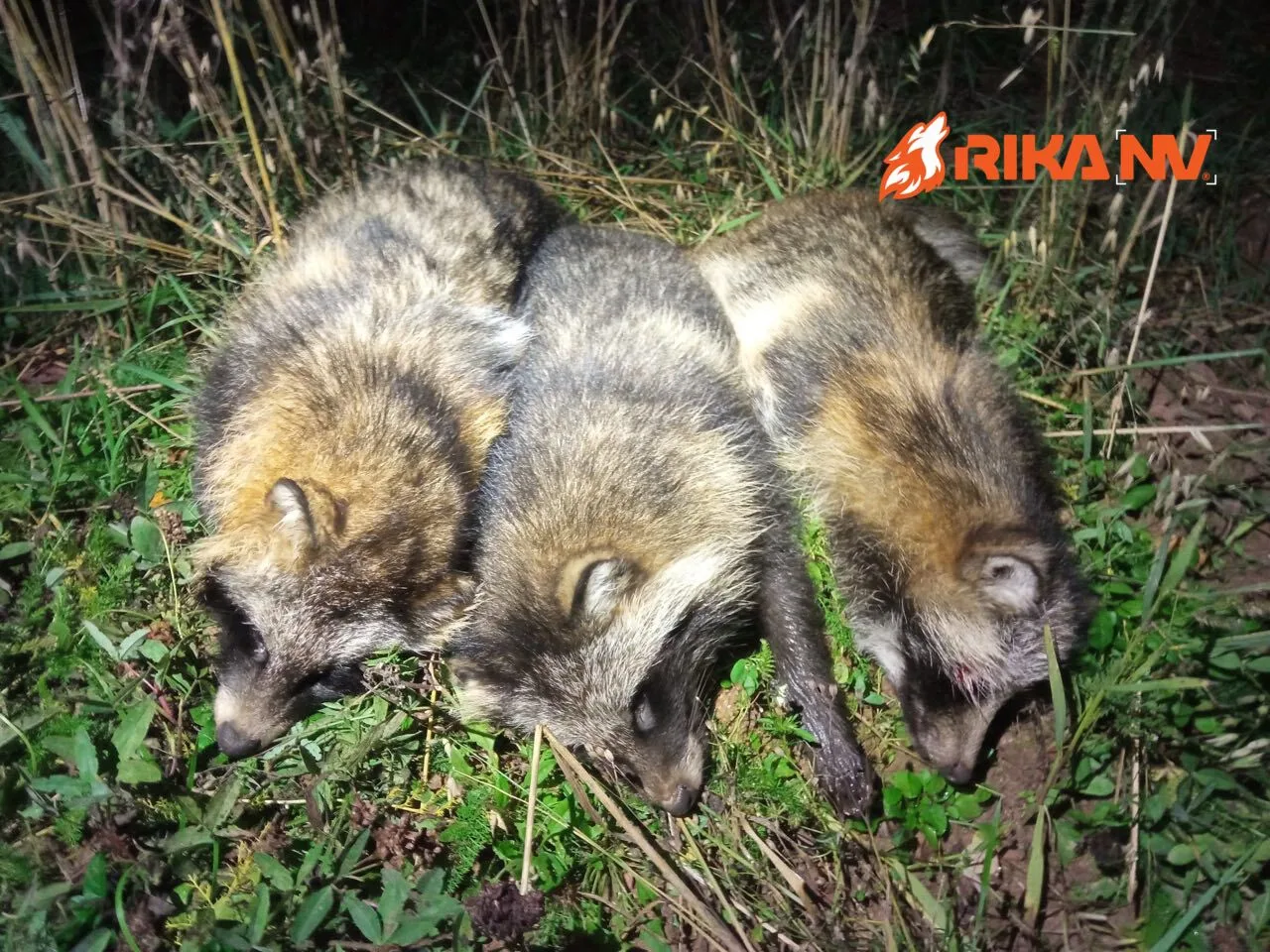 Давно не показывал нам своих охот на енотовидных собак Игорь Кроль!🦝