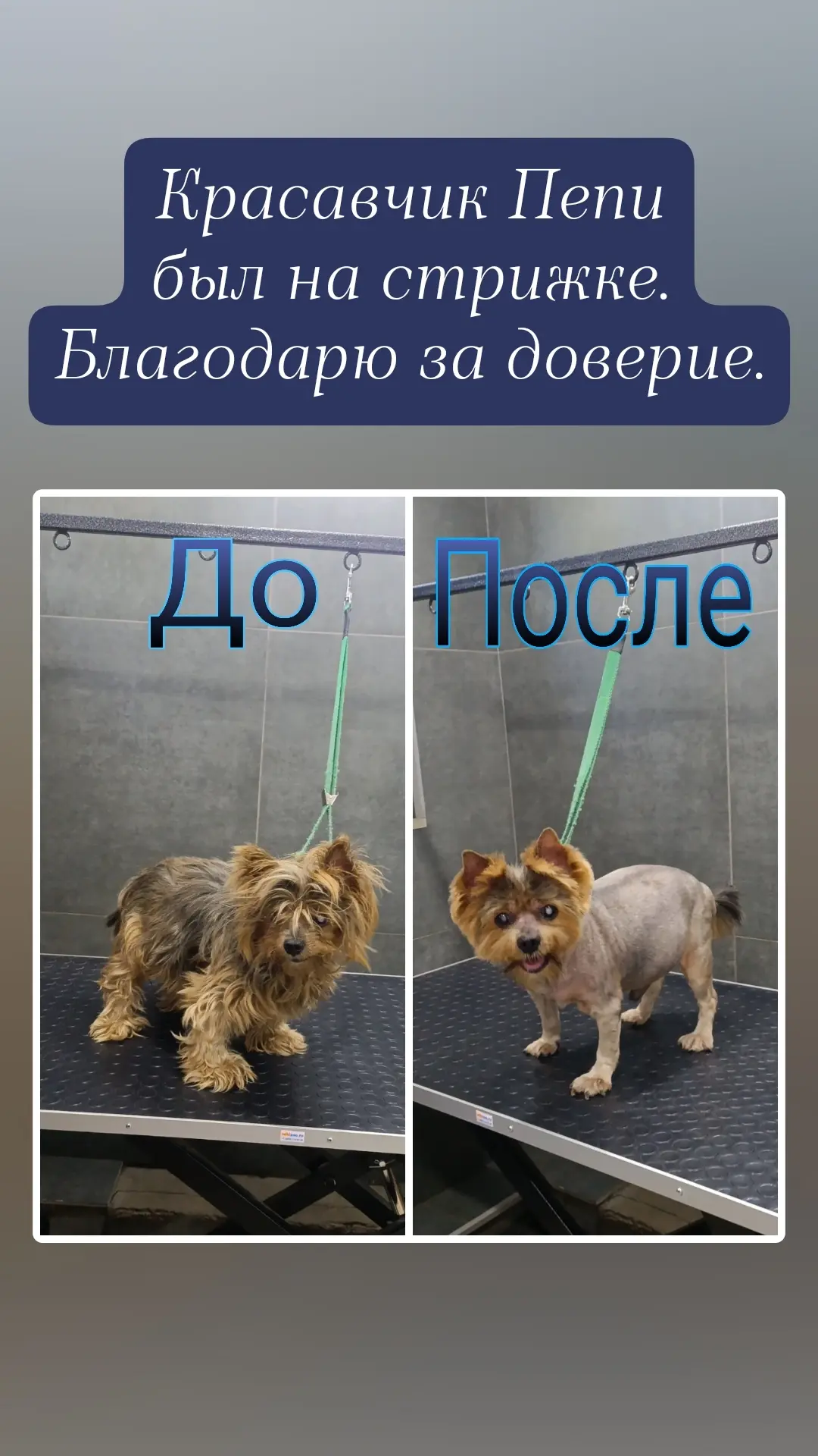 День прошел отлично 🥰🥰🥰 забота наших питомцев важна для нас 🤗🤗🤗🤗