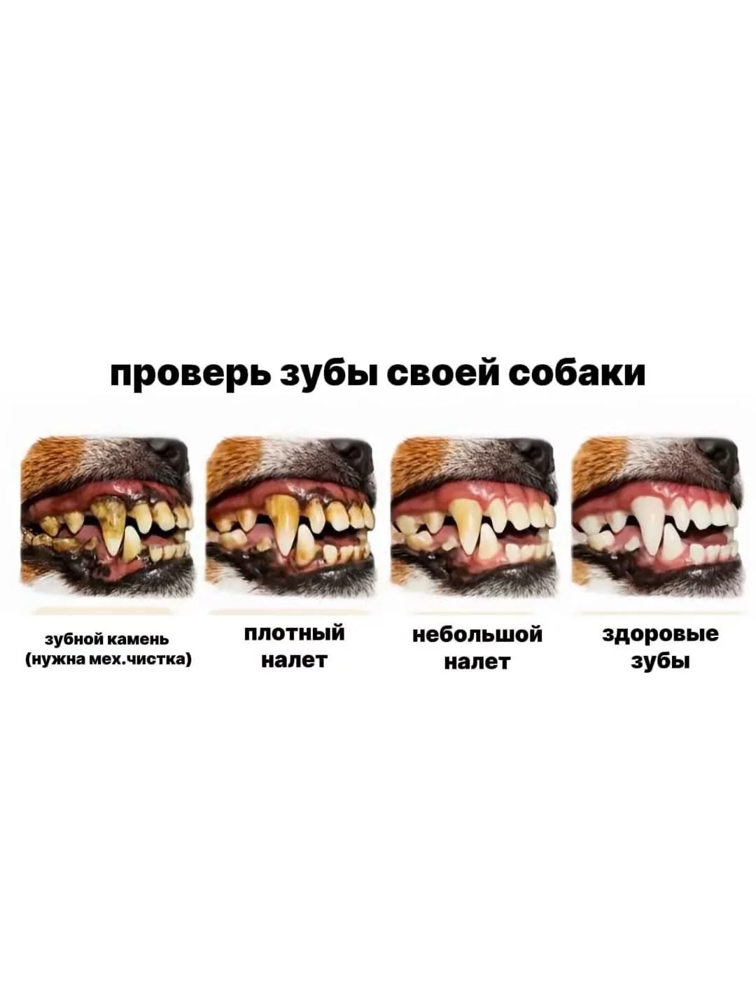 Зубной камень у собак: На какой стадии находится ваш питомец прямо сейчас?

Многие владельцы считают