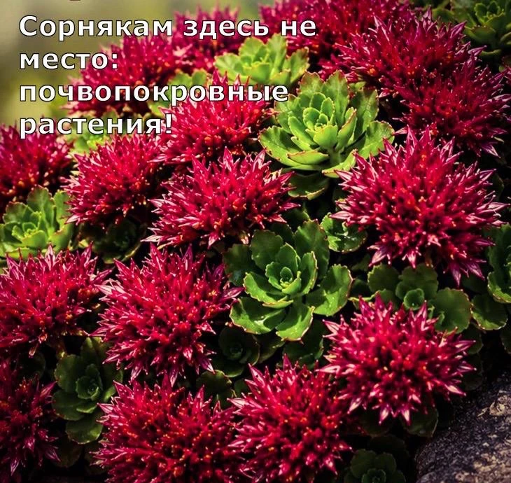 Сорнякам здесь не место: почвопокровные растения 🥬