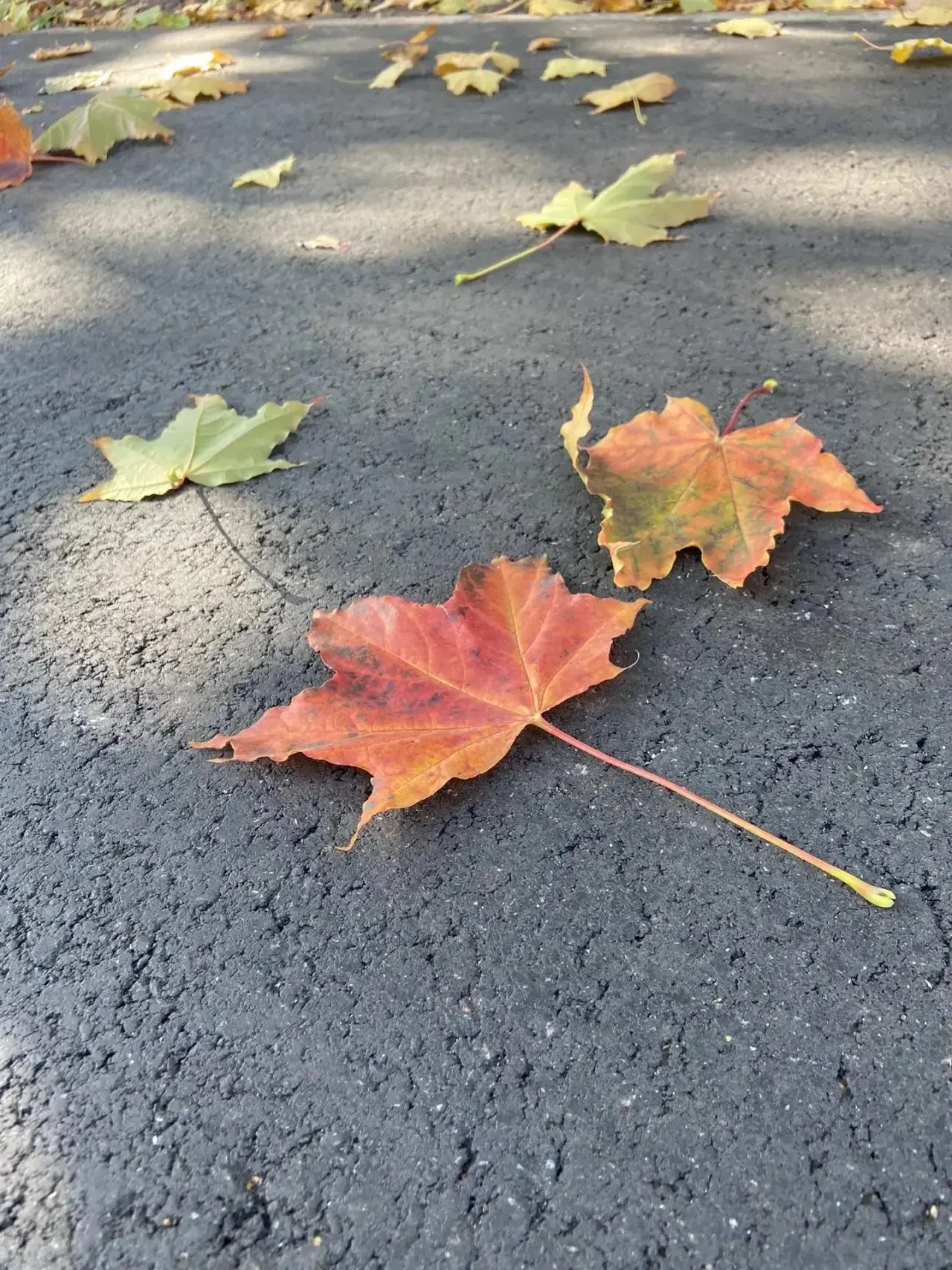 Хорошого дня 🍁