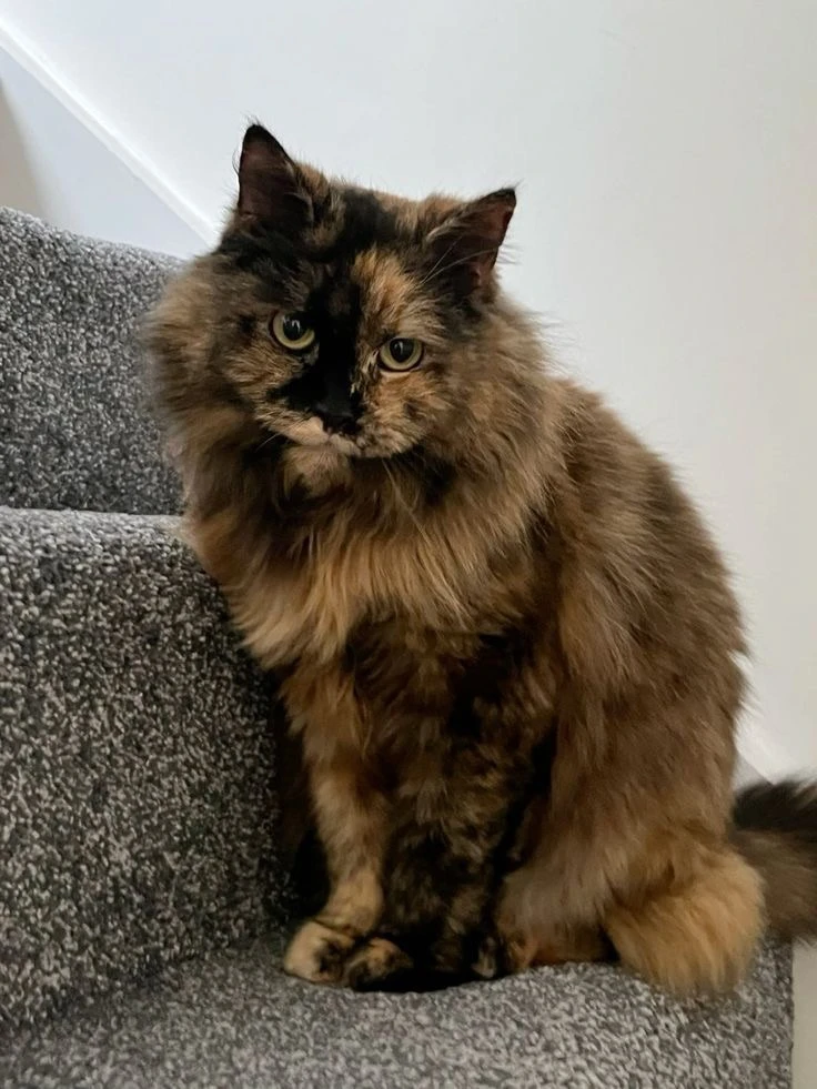 #КотикПодписчика 🥰