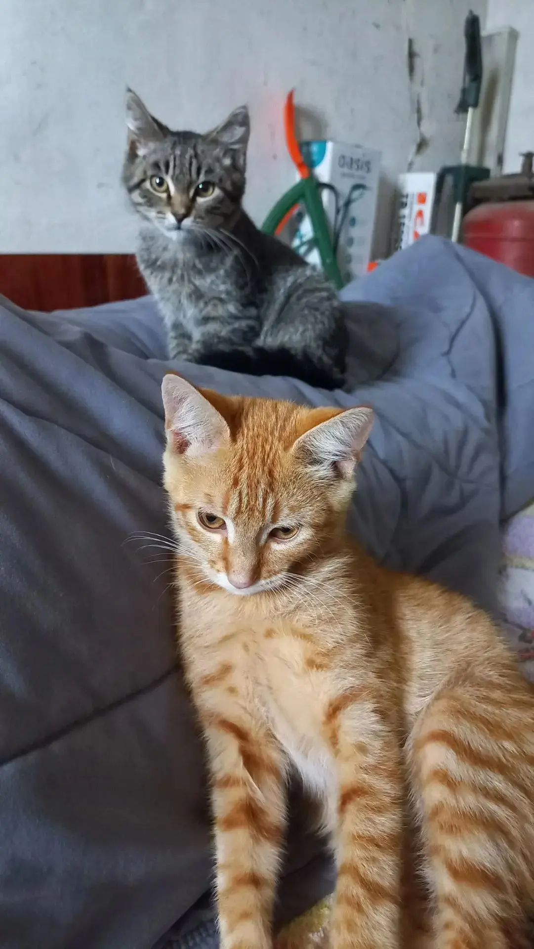 На связи рубрика «Короче, найдись».