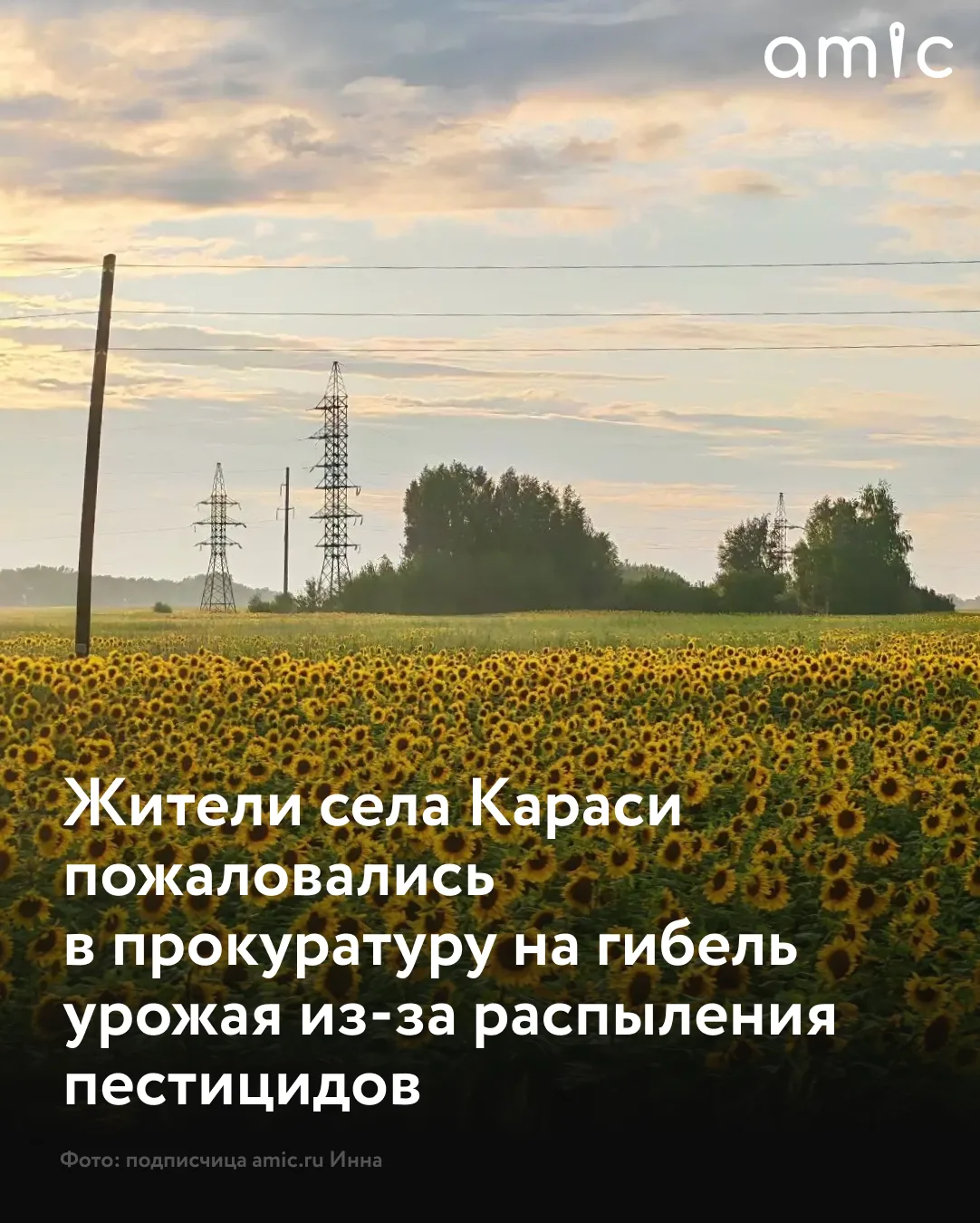 В селе Караси Крутихинского района Алтайского края жители лишились урожая из‑за попадан...