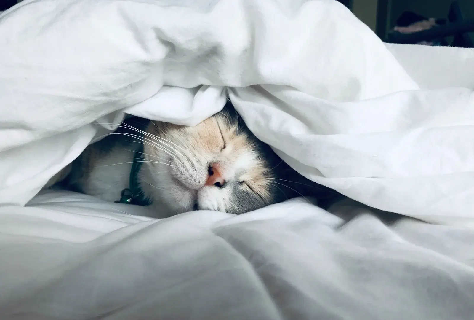 🛏️ Уход за одеялом без комков и деформации

Чистое одеяло помогает поддерживать комфорт во время сн