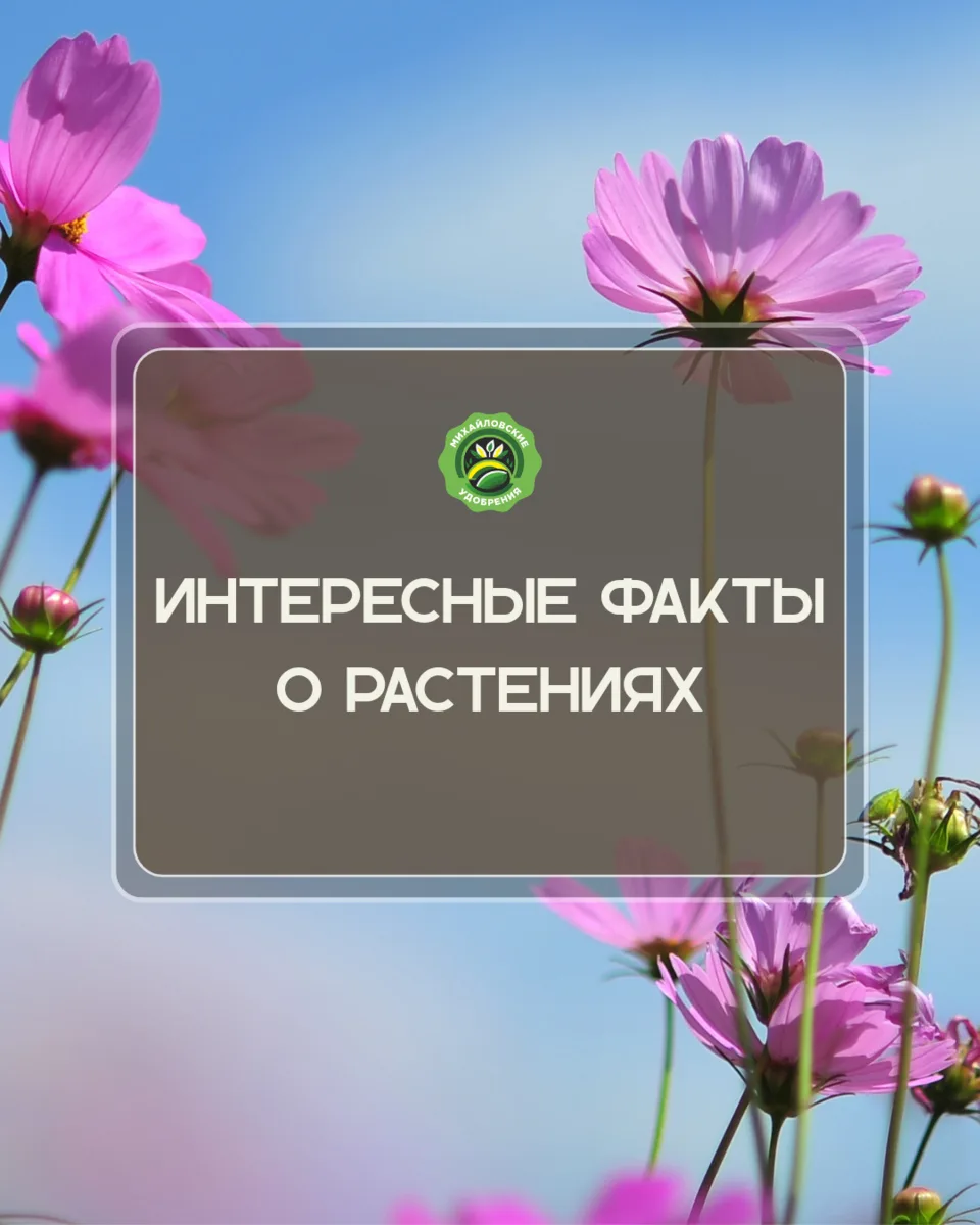 Наш сад — это целый мир удивительных открытий 🌿

Каждое растение имеет свои особенности: одни спо