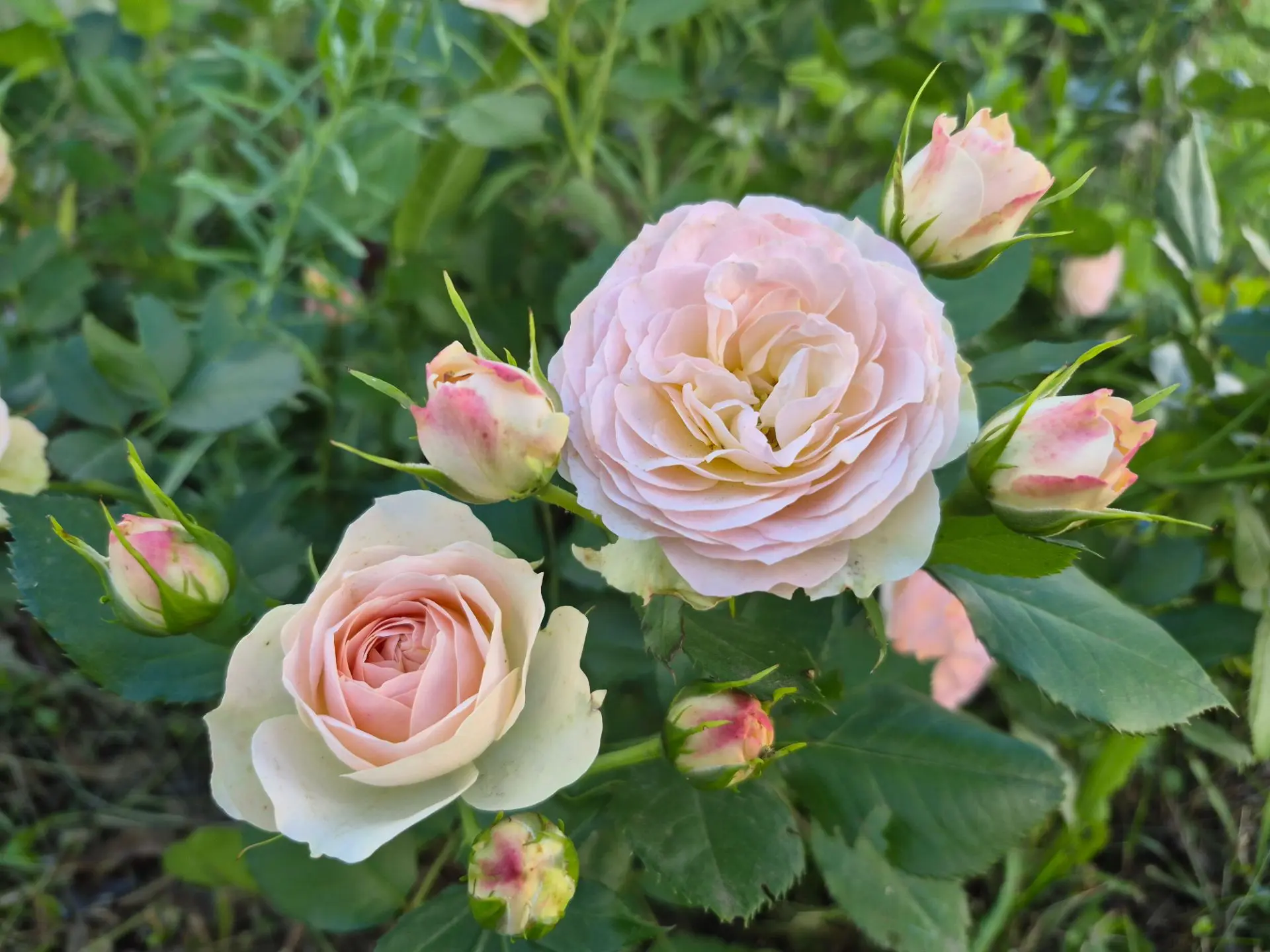 Школьный розарий🌹