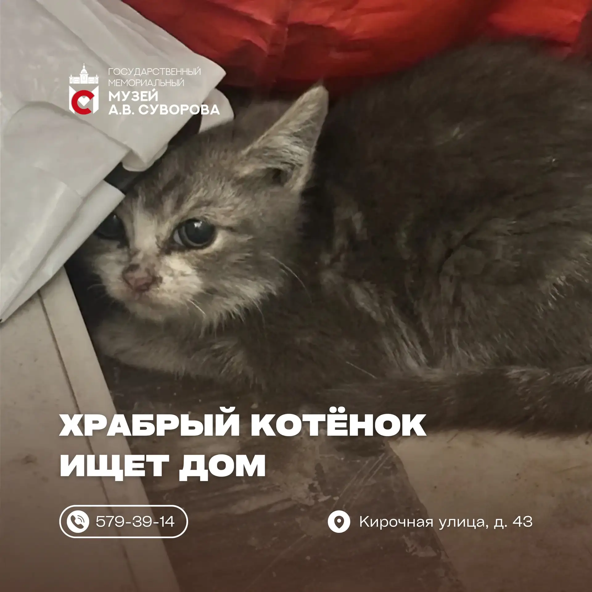 📢 Храбрый котенок ищет дом! 🐾