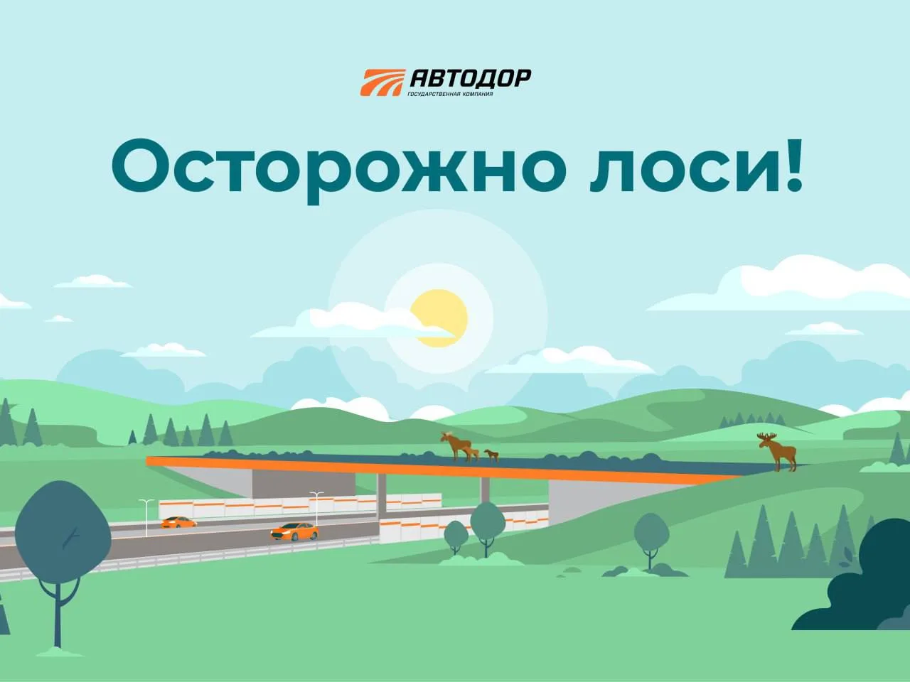 Что делать, если вы заметили лося на дороге?