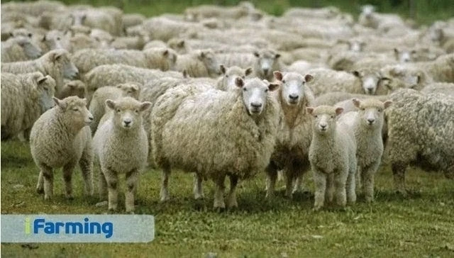 Разница между экстенсивным и интенсивным овцеводством 🐏🌾