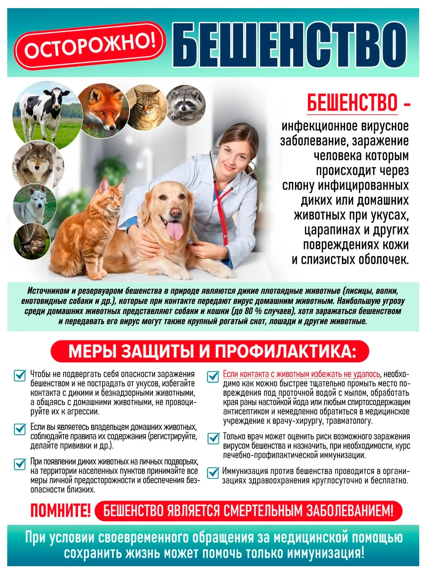 Как уберечься от бешенства?