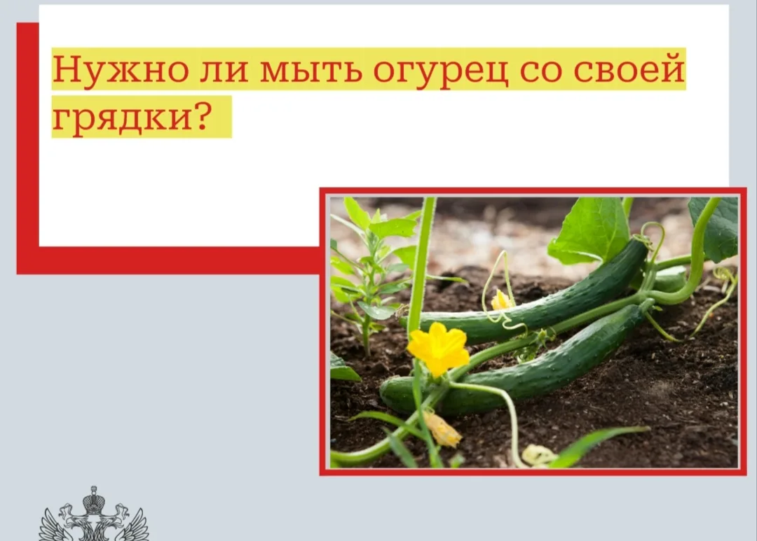 Нужно ли мыть огурец со своей грядки?Отвечает диетическая медицинская сестра ГУЗ СО "Ар...