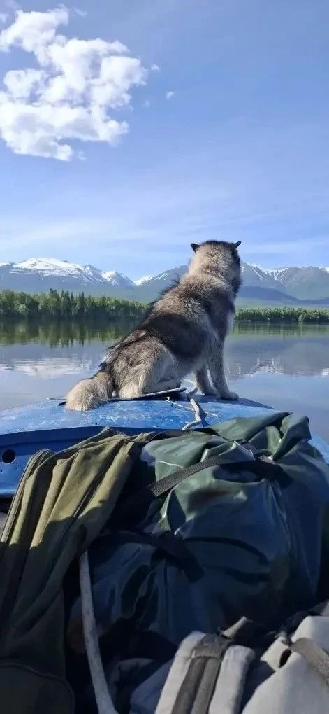 Пёс Барбос и необычный кросс.

🐶На севере Бурятии живёт отважный пёс по кличке Барбос, для своих пр