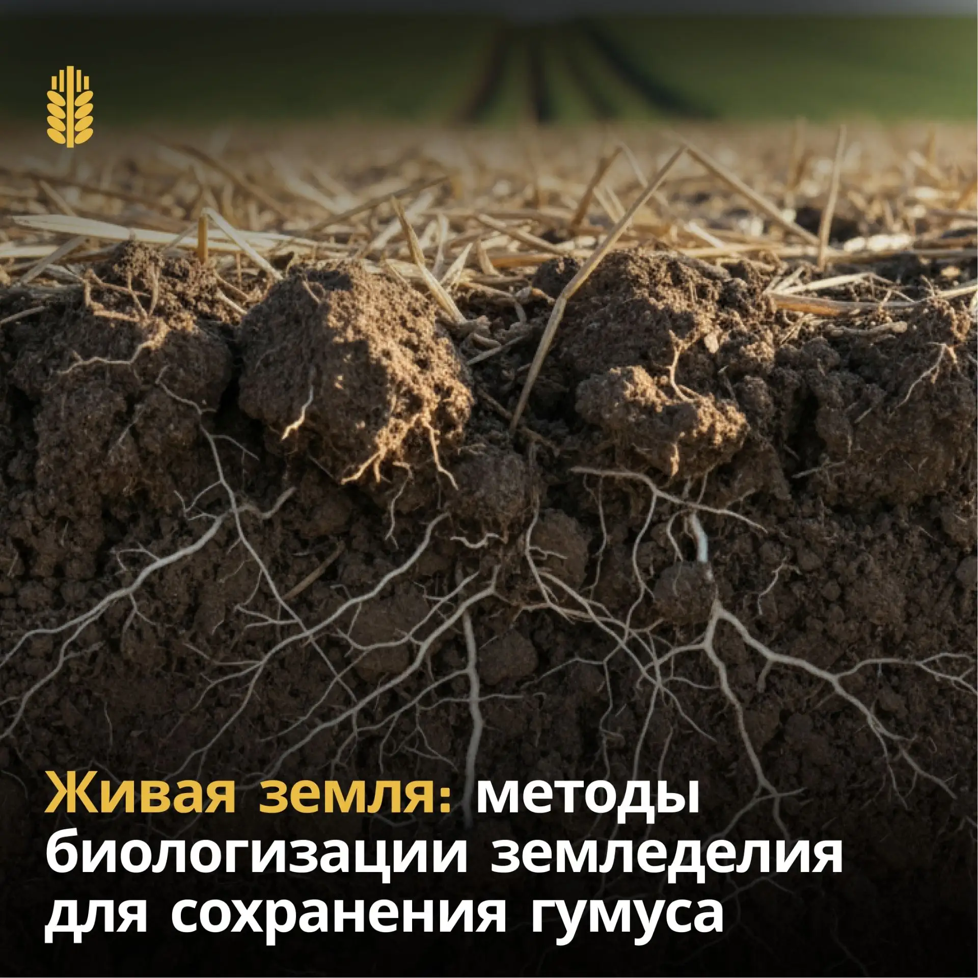 Как безотвальная обработка и сидераты помогают уберечь пашню от истощения и выветривания.
