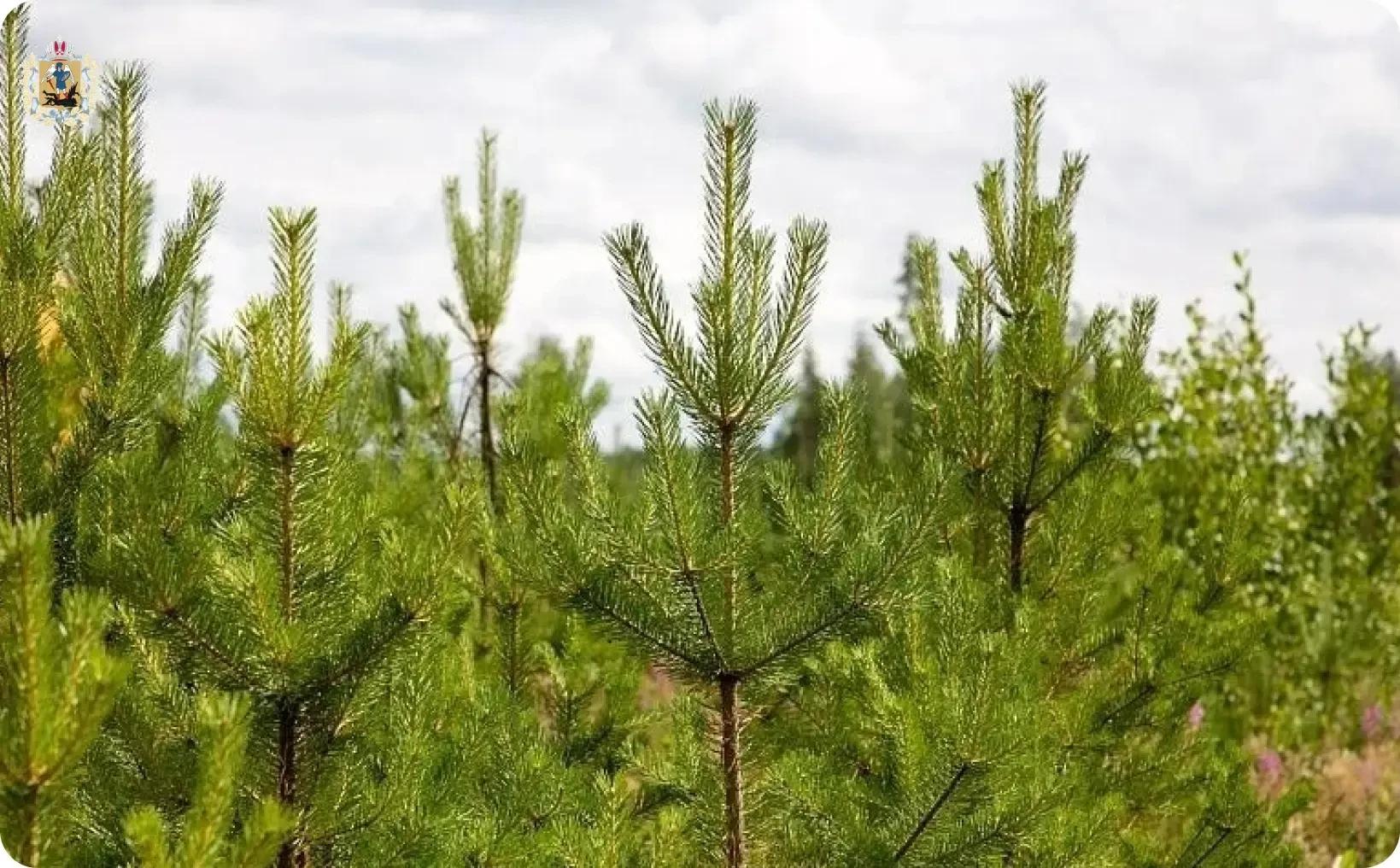 ✅🌱 Агротехнический уход за молодыми лесами Поморья провели на площади более 18 тысяч г...
