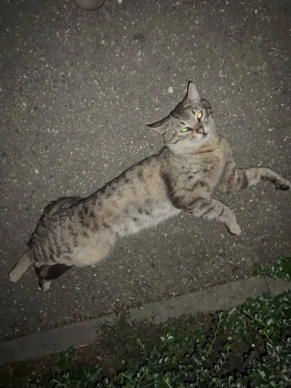 🐈‍⬛ #потеряшкишанхая

Добрый вечер!
Московская 154к1.
Кошечка гуляет, видимо сбежала, домашняя.

Ша