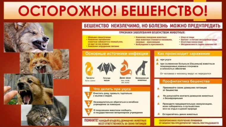 Бешенство — это острое вирусное инфекционное заболевание, которое приводит к специфичес...