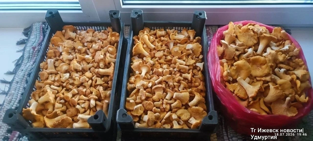 🍄 Грибное нашествие происходит в лесах Удмуртии
